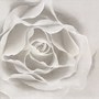 Silver Rose Lunch Napkins - 20 Paper Napkins