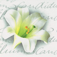 Pretty Lillum Candidum Designer Lunch Napkins - Posh Party Supplies