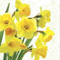 Pretty Yellow Daffodils Designer Lunch Napkins - Posh Party Supplies