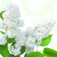 Elegant White Lilac Designer Lunch Napkins - Posh Party Supplies