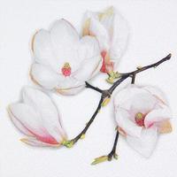 Elegant White Magnolia Designer Lunch Napkins - Posh Party Supplies