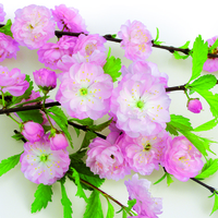 Elegant Flowering Almond Designer Lunch Napkins - Posh Party Supplies